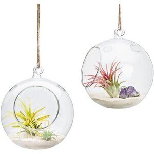 Mkono 2 Packs 6-Inch Hanging Glass Planter Round Air Plant Terrarium Globe for